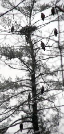 Eagles seen on the Jan. 3 search (Photo provided)