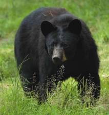 File photo Some 36 bears were killed on the first day of hunting season Oct. 8.