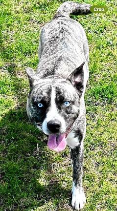 Meet Valkyrie Meet Valkyrie