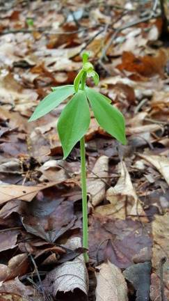 DEP discovers rare orchid in Sussex County
