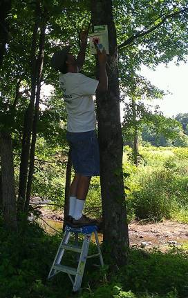 Steve Wagner hangs a birdhouse in a tree.