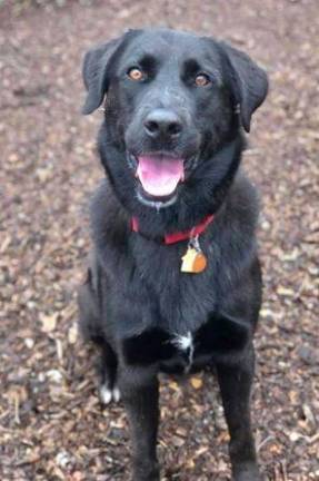 Dog of the Week Dog of the Week