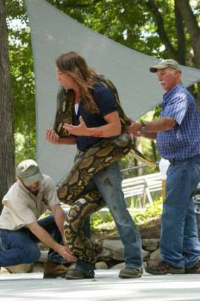 Urban Tarzan is shown during his demonstration with a very large reticulated python, one of the world&#xed;s largest snakes. This one, named Princess, is 21 feet long and weighs 245 pounds.