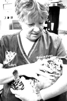 Space Farms welcomes Tiger cub Lily gets a little loving from Lori Space Day after feeding her the lunch bottle.