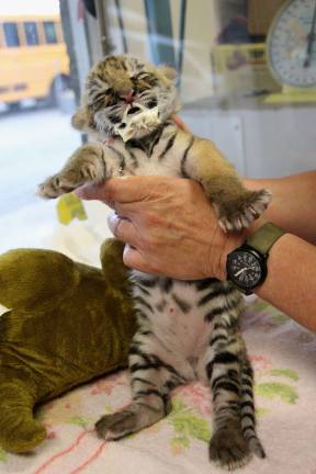 Space Farms welcomes Tiger cub Got more milk? Lily just finished her five tablespoons of milk which is good for the next few hours.
