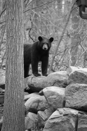 This photo shown by Jose DeValue of Vernon shows a bear standing on rock formation near Hidden Valley Condos.