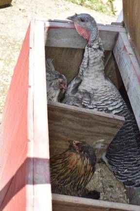 The year school kids got a taste of local The flock of 120 birds at Munsee Three Sisters Farm is mostly chickens, with some ducks and turkeys in the mix.