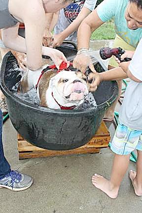 Dog wash to benefit Vernon Dog Park A lucky dog gets the spa treatment at a past Vernon Dog Wash