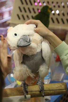 Furry friends fill Fairgrounds Cocoa from Parrot Rescue.