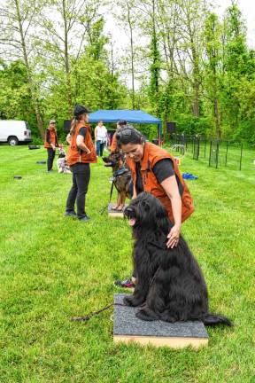Pet Lovers Fest Dogs available for adoption could show off in the field.