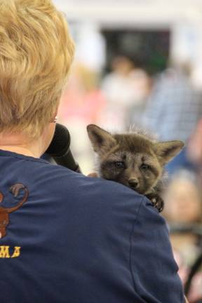 Furry friends fill Fairgrounds Zoomama Lori Space Day with Jenny Beckman and 6 wk old red fox (1eft).