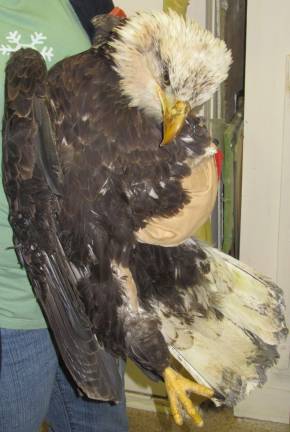 An injured Bald Eagle captured in December by volunteers from the Avian Wildlife Center.