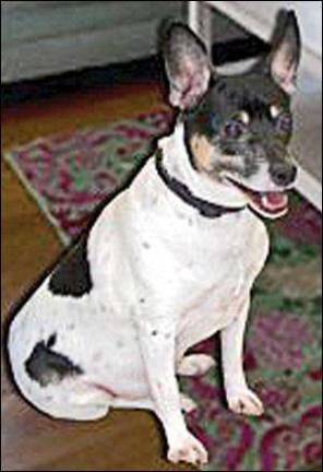 Buddy is a 5-year-old purebred Rat Terrier. He has all of the great characteristics of his breed. He loves to talk to you and defend his turf, while still being a lovable lap dog, who rolls on his back for some “love'” n a second. He wei Buddy is a 5-year-old purebred Rat Terrier. He has all of the great characteristics of his breed. He loves to talk to you and defend his turf, while still being a lovable lap dog, who rolls on his back for some “love'” n a second. He wei