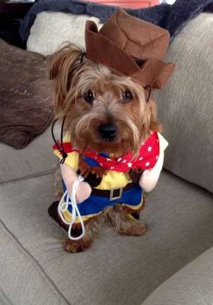 Submitted by Vanessa Aikens of Lafayette &quot;Howdy Partner. Beckham, a rescue puppy, is going as a cowboy this Halloween. Yeehaw!&quot;