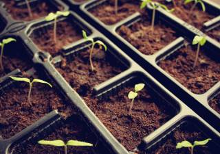 For a gardening project with a gourmet touch, try growing microgreens