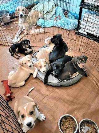 Meet Reindeer puppies Meet Reindeer puppies