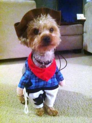 Submitted by Charles Chitty of Franklin &quot;Champ is ready for some doggone candy.&quot;