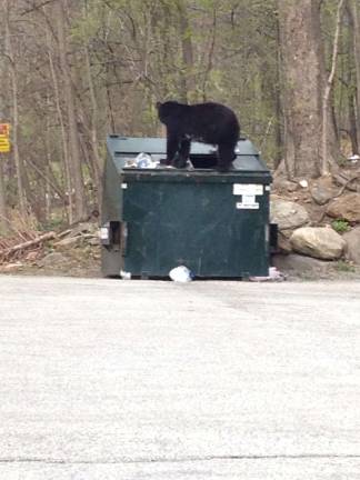 This submitted photo shows a bear sitting on a Dumpster. Do you have a compelling nature photo? If so, send it to editor.ann@strausnews.com.