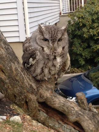 Screech Owl The Fiorentino family found this bird in their backyard over the winter. He had a broken wing and was taken to the Avian Wildlife Center, where he was nursed back to health. Do you have a nature photo? If so, send it to editor.ann@strausnews.com.