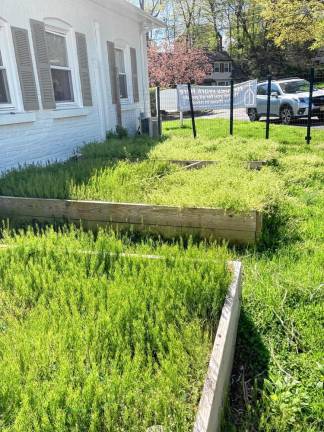 The raised beds before rejuvenation.