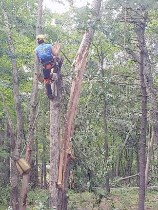 Removing a dangerous tree that was damaged by a recent storm. No equipment could be used (Photo courtesy of Blue Ridge Tree Service)
