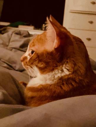 Simba is a therapy cat who helps ease angst and is a calming spirit for the Back on Track mentoring agency. He was adopted from Father John’s Animal House nine years ago and is one of thousands of adoptions the shelter has facilitated.