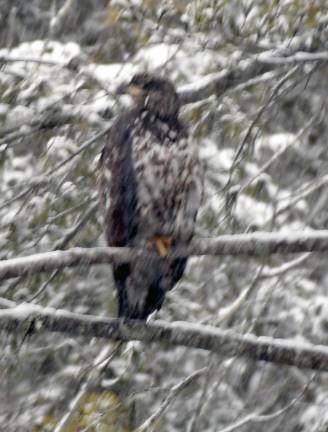 Juvenile bald eagle photographed during the Feb. 7 Search for Eagles
