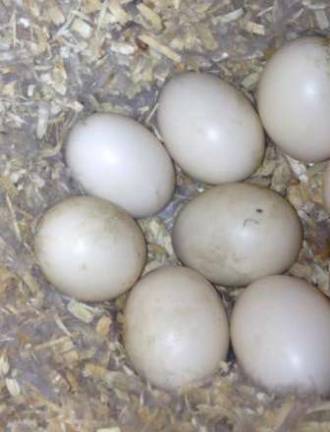 Franklin Eagle Scout completes project The duck box eggs are shown.