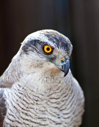 Join hawk watch on Sunrise Mountain Join hawk watch on Sunrise Mountain