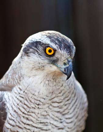 Join hawk watch on Sunrise Mountain