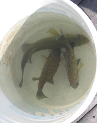 New Jersey hosts Free Fishing Day Perspective catches wait to be weighed.