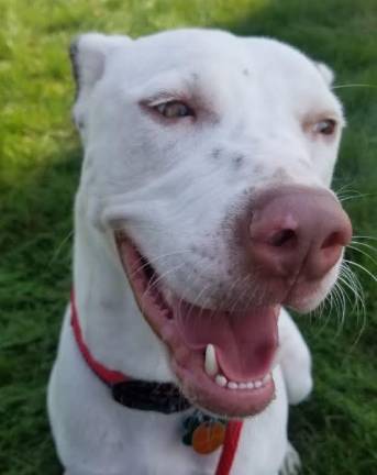 Dog of the Week: Grey Lonestar Eleventh Hour Rescue's Dog of the Week: Grey Lonestar