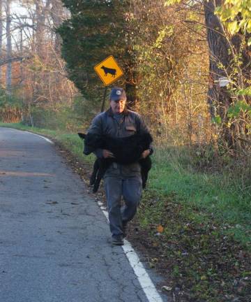 Will Brown retrieves a stray calf.