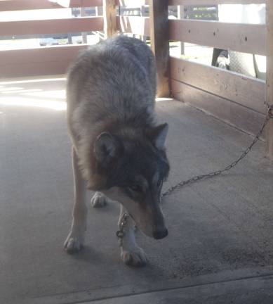 Sussex County celebrates fall with Harvest, Honey and Garlic Fest at Fairgrounds Tecomah, a one-and-a-half-year-old wolf, helps educate guests on wolf preservation through Sussex non-profit Wolf Visions.