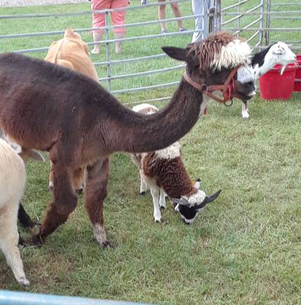 Hardyston Day attracts large crowds PHOTOS BY LAURA MARCHESE Alpacas.