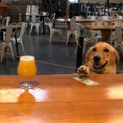 The Van Pamelens’ golden retriever, Venus, orders an IPA. Dogs are allowed at Tin Barn’s outdoor space only. Photo provided.