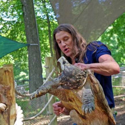 PHOTOS BY CHRIS WYMAN Urban Tarzan is shown with an alligator snapping turtle he has named &quot;Jaws.&quot; These turtles live in the southeastern states and are the heaviest freshwater turtles in the world, growing to weigh hundreds of pounds.