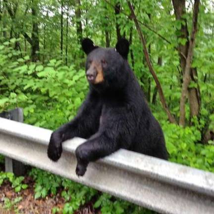 Photo submitted by Shane Morgan This mother bear was seen over the summer on Macopin Road with her cubs.