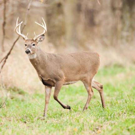 DEP: Motorists should use caution during deer breeding season