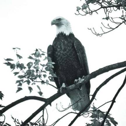 Bald Eagle spotted in Sparta