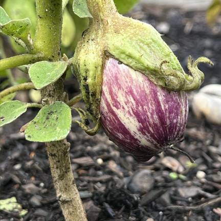 Local gardeners win props for their crops at Kitchen Garden Tour An eggplant at April Perciballi’s garden. Photo: Bill Woolley