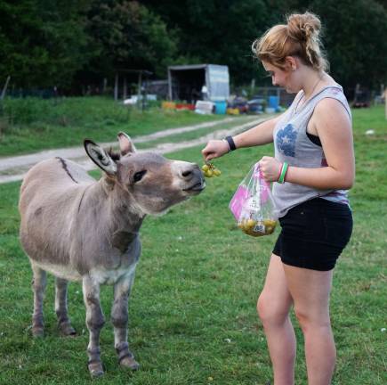 Sugar Sweet Farms opens petting zoo PHOTOS BY VERA OLINSKILexi feeds Lovey his favorite Cotton Candy Grapes.