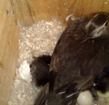 A wood duck sits on the eggs.