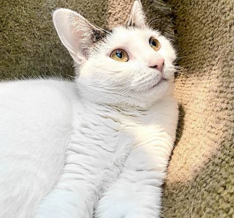 Meet Valentine Meet Valentine