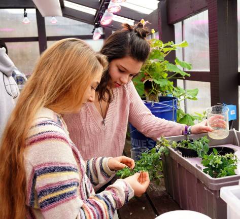 PHOTOS BY VERA OLINSKI From left, students Alysha Fluri and Amanda Dwornikoski examine the progress of their plants.