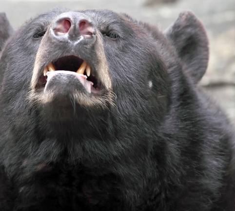 Bear bites 81-year-old Sparta resident who tried to save her dog in attack Black bear attacks are “extremely rare” in New Jersey, according to the state’s Fish & Wildlife Division.