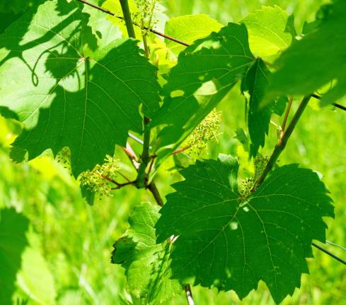 Tiny green grape flowers just start to bloom.