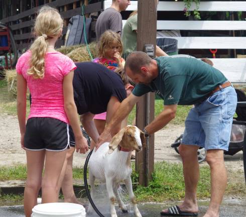 A family is shown washing their goat before the competition.
