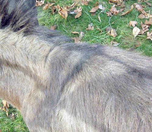 Belle the donkey displays the cross on her back. Legend says all donkeys have a fur cross because Mary rode a donkey to Bethlehem on the first Christmas (Photo by Janet Redyke)