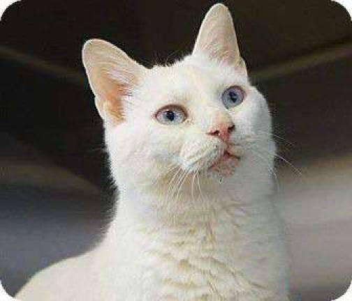 Furry friends up for adoption Iris.